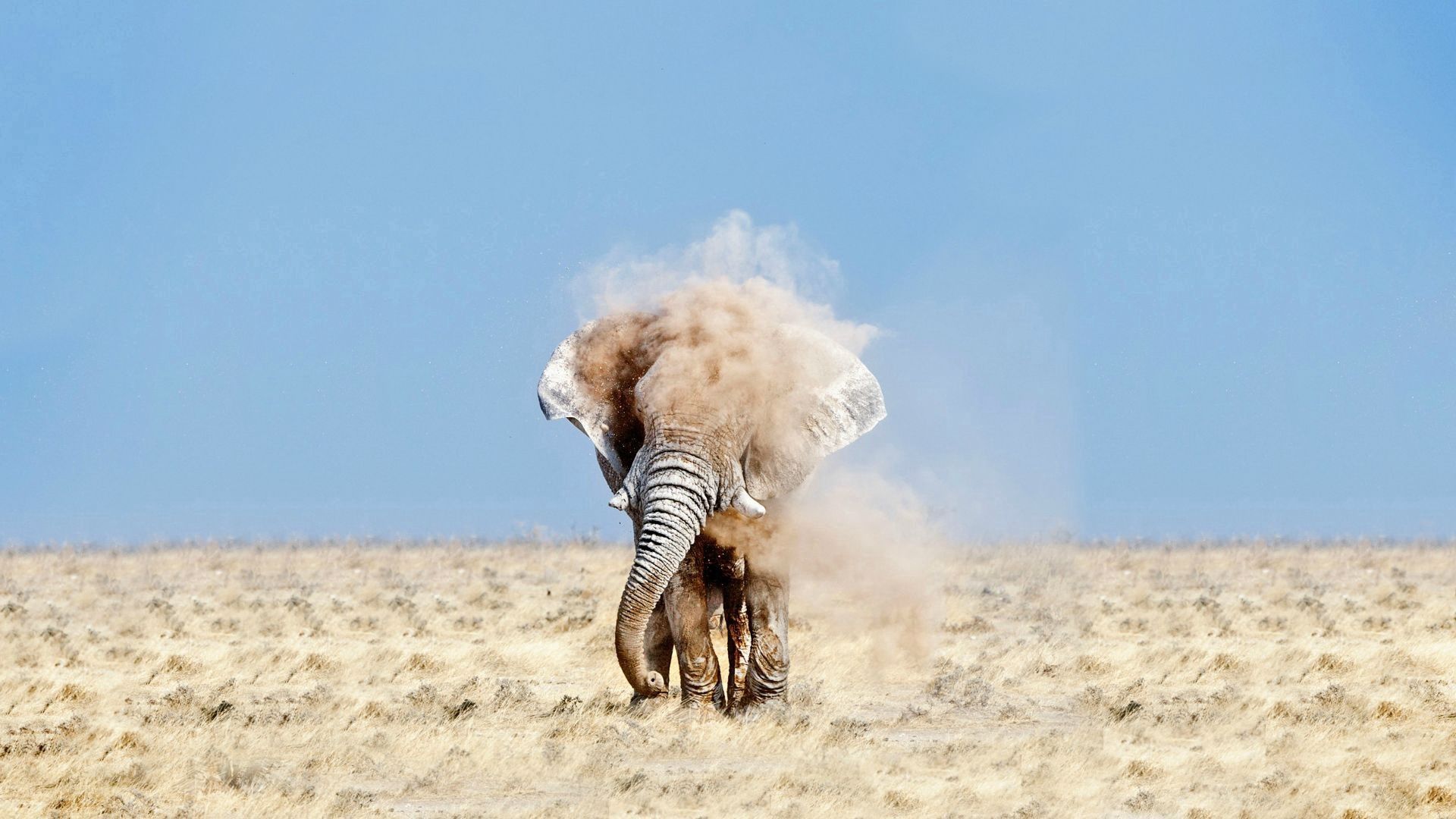 elephant, sand, dust, sky