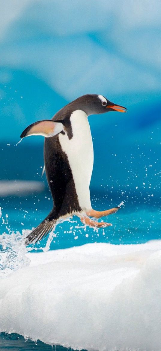 penguins, couple, snow, ice, arctic, jump, antarctica