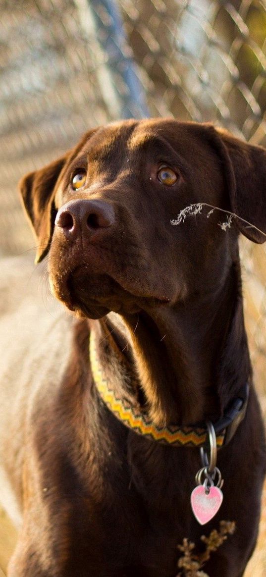 dog, stack, grass, dog collar, watch