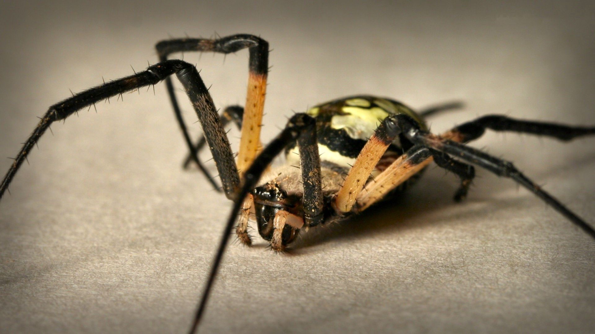 spider, color, colorful, foot