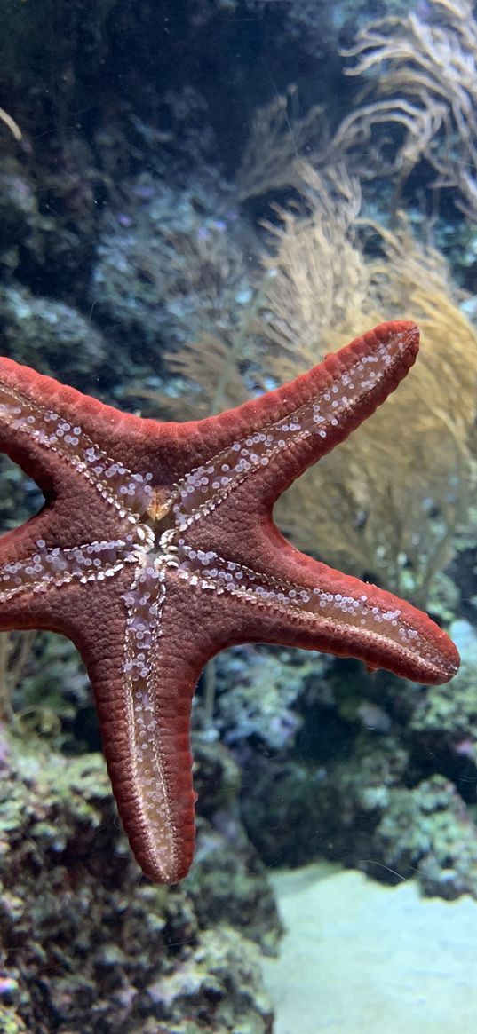 starfish, underwater world, water