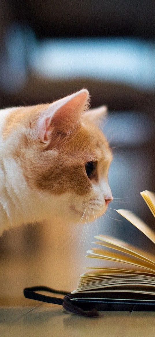 cat, book, curiosity, floors