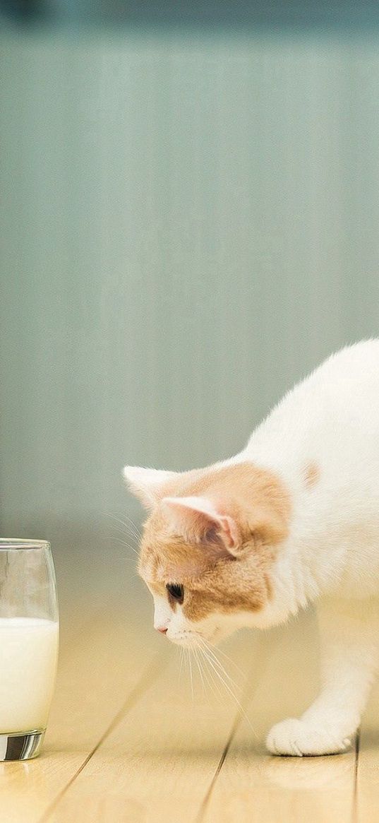 cat, glass, milk, flooring, spotted