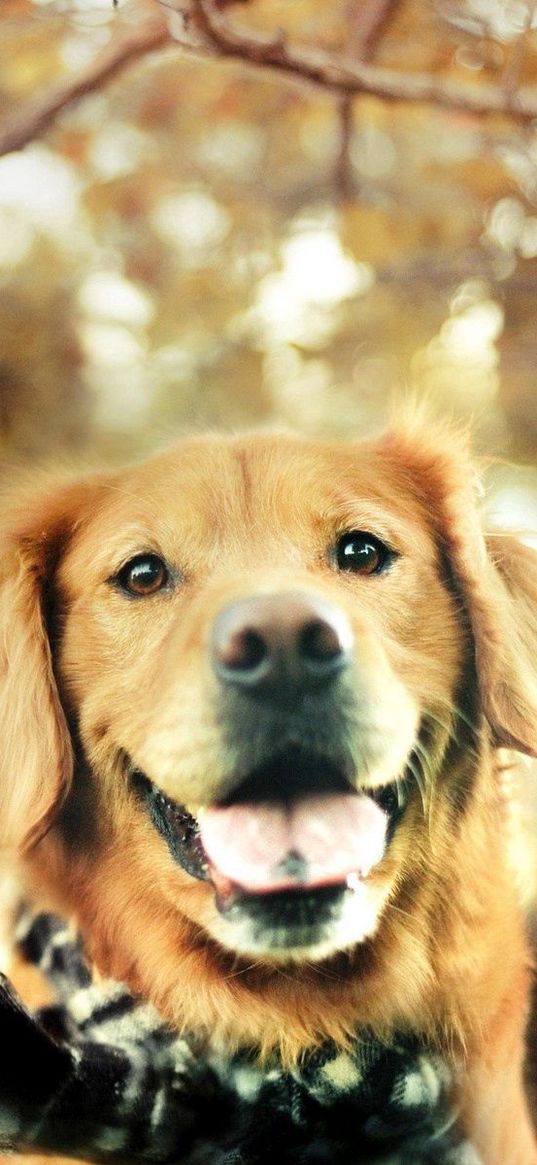 dogs, face, protruding tongue, scarf