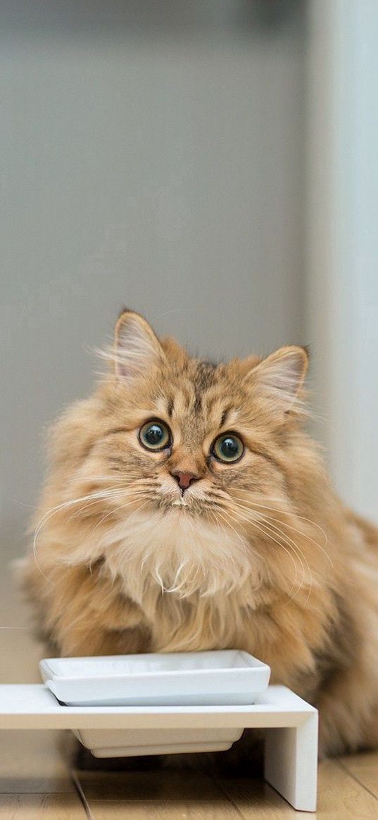 cats, couple, bowl, food, floors