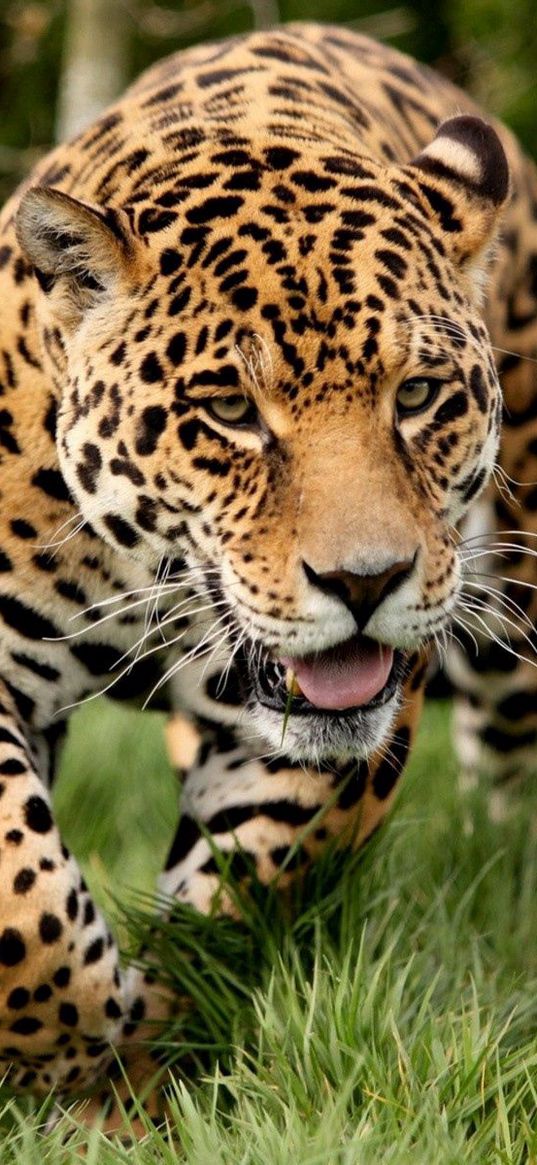 leopard, grass, run, big cat