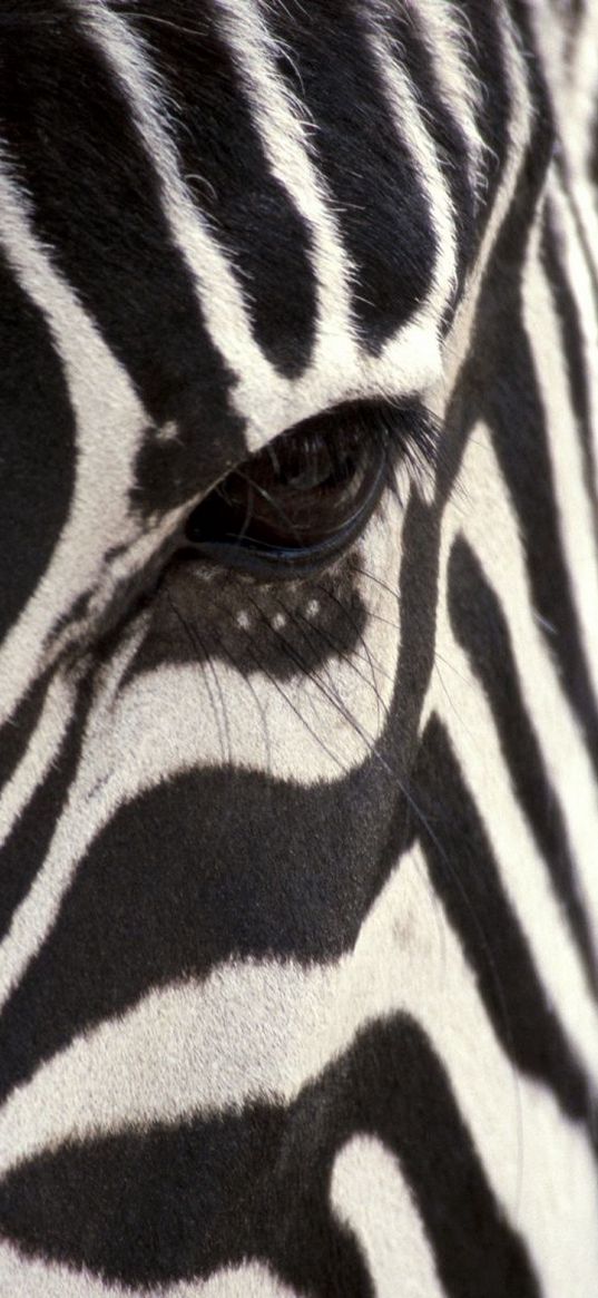 zebra, eye, strips