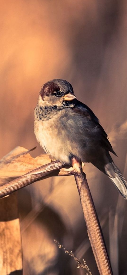 sparrows, birds, couple, branch