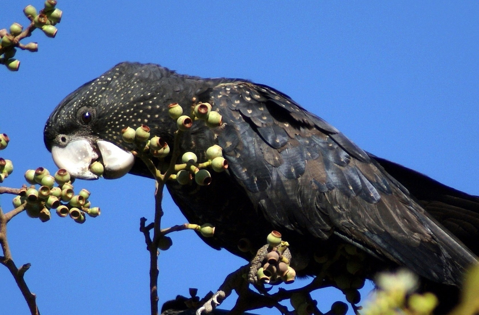 bird, parrot, black, branches, tree, beak