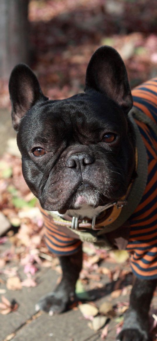 french bulldog, dog, street