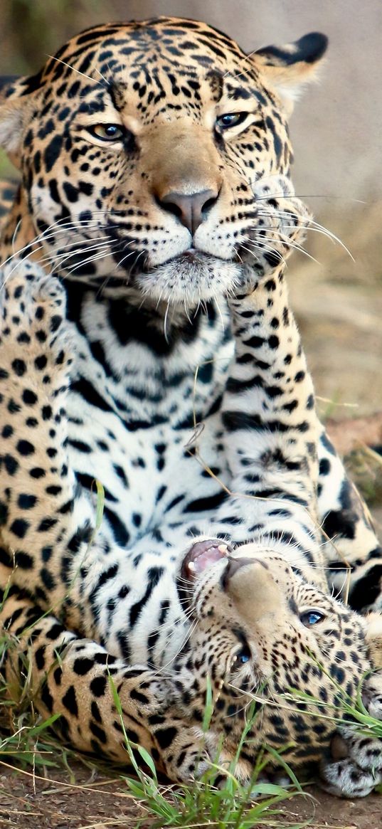 jaguar, jaguar cub, kitten, motherhood, predators, cats