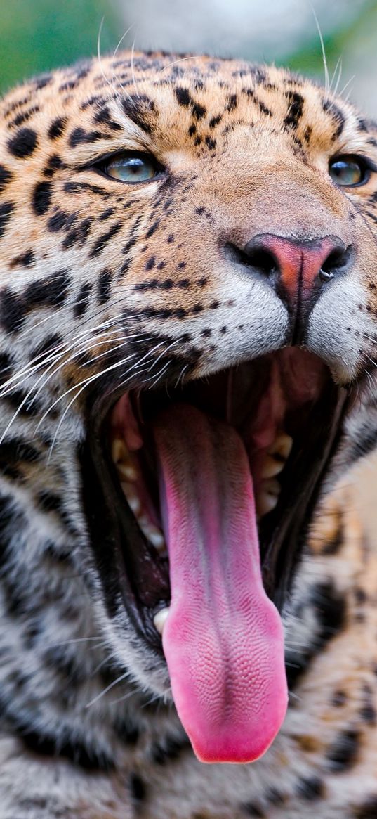 jaguar, mouth, tongue, teeth, big cat, muzzle