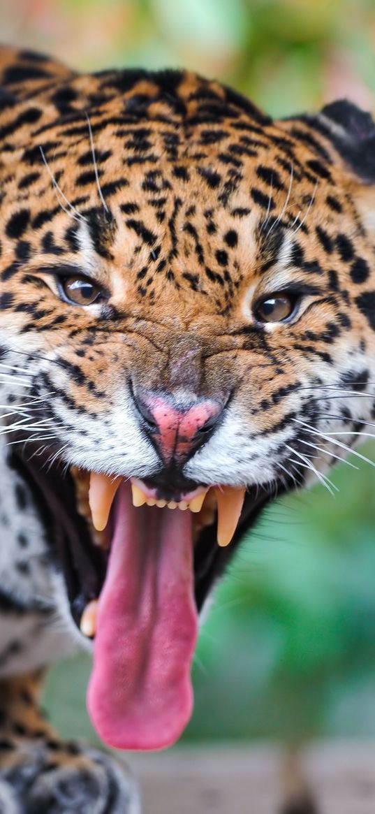 jaguar, face, teeth, predator, big cat