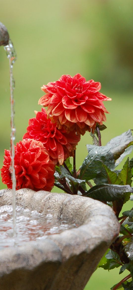 dahlias, water, fountain, summer, garden