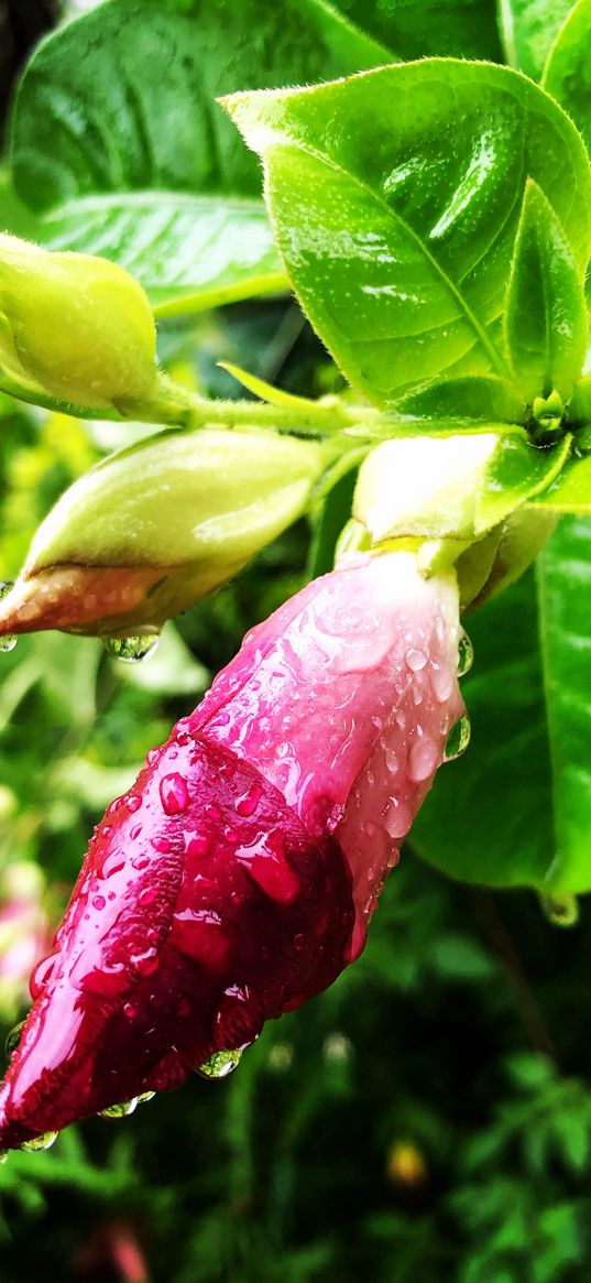 naturel, flower, dropes, leaves