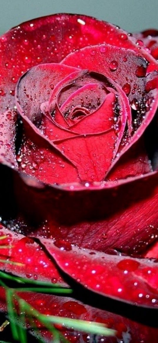 rose, petals, drops, bright, scarlet