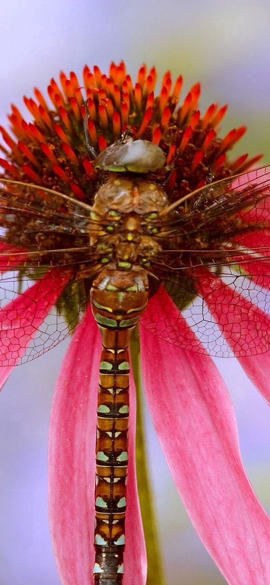 dragonfly, plant, flower