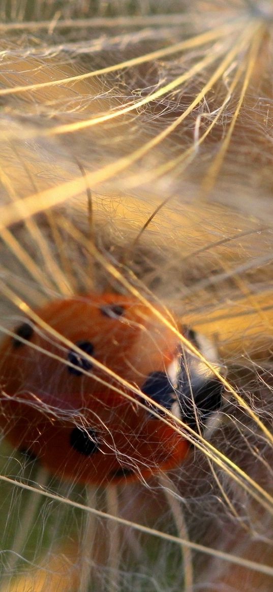 ladybug, spider web, dandelion, fluff