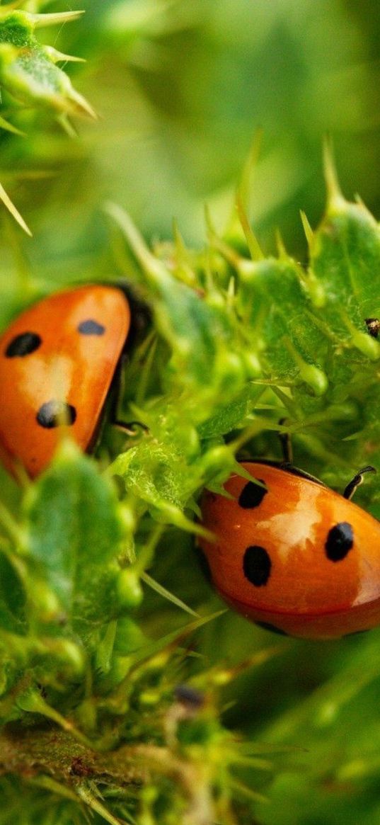 ladybugs, insects, plants