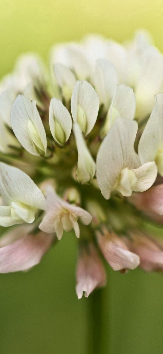 clover, plants, blurring