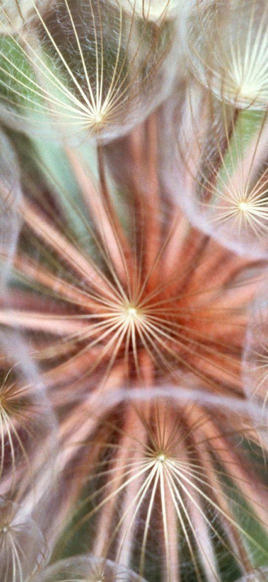 dandelion, fluff, seeds, flower