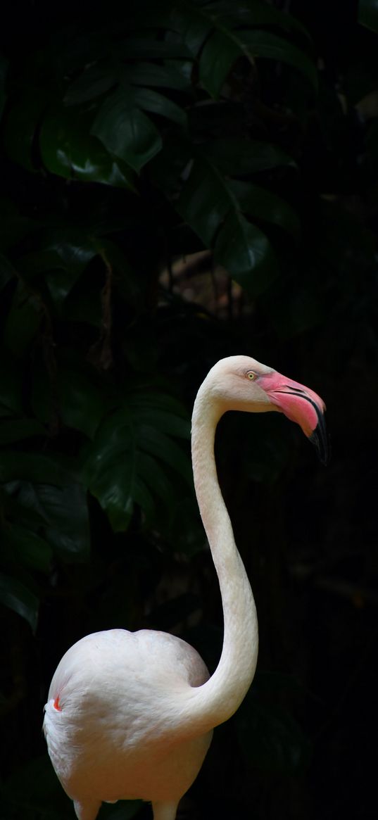 flamingo, bird, leaves, pink, white, dark