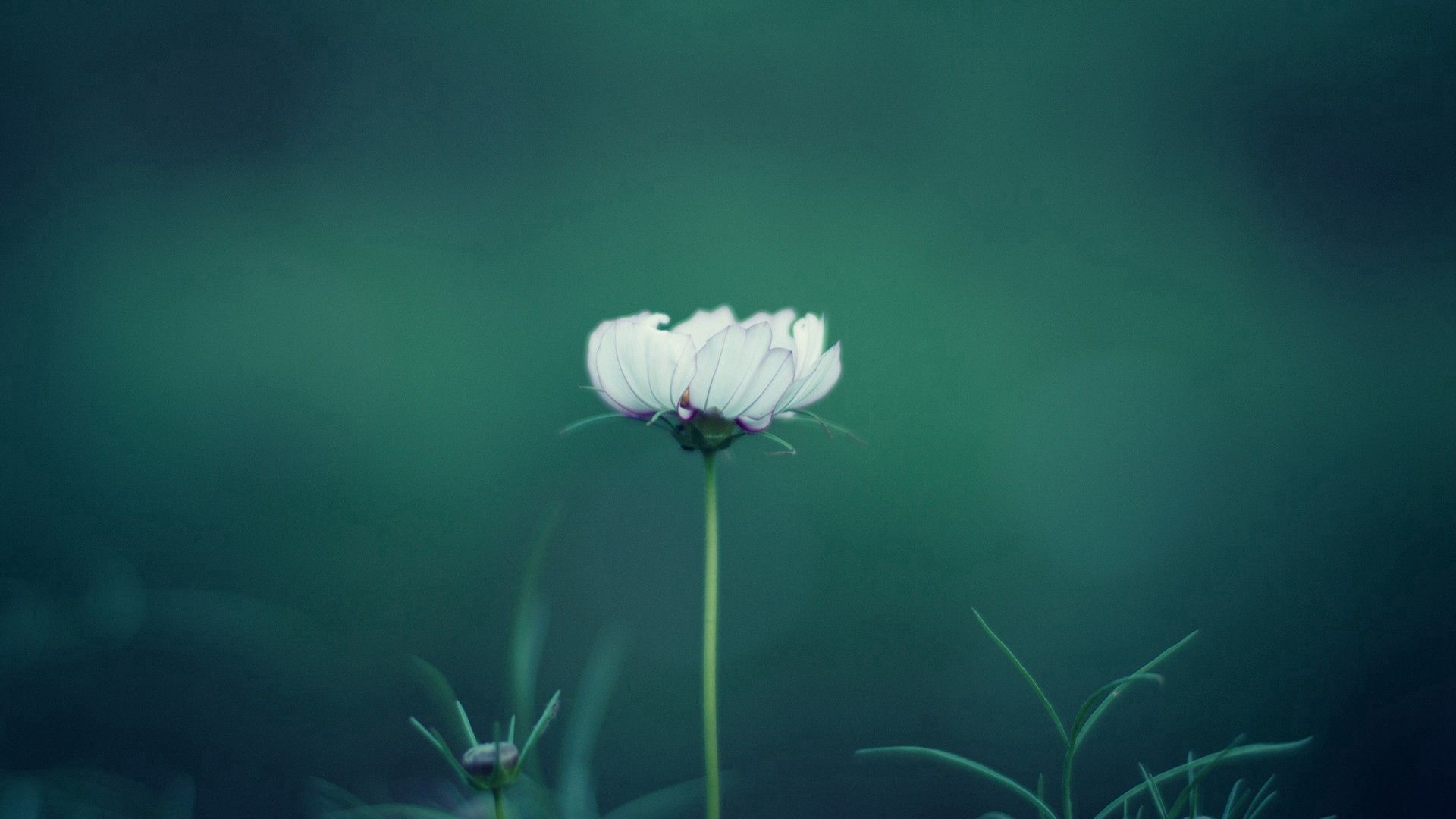 flower, stalk, grass, background