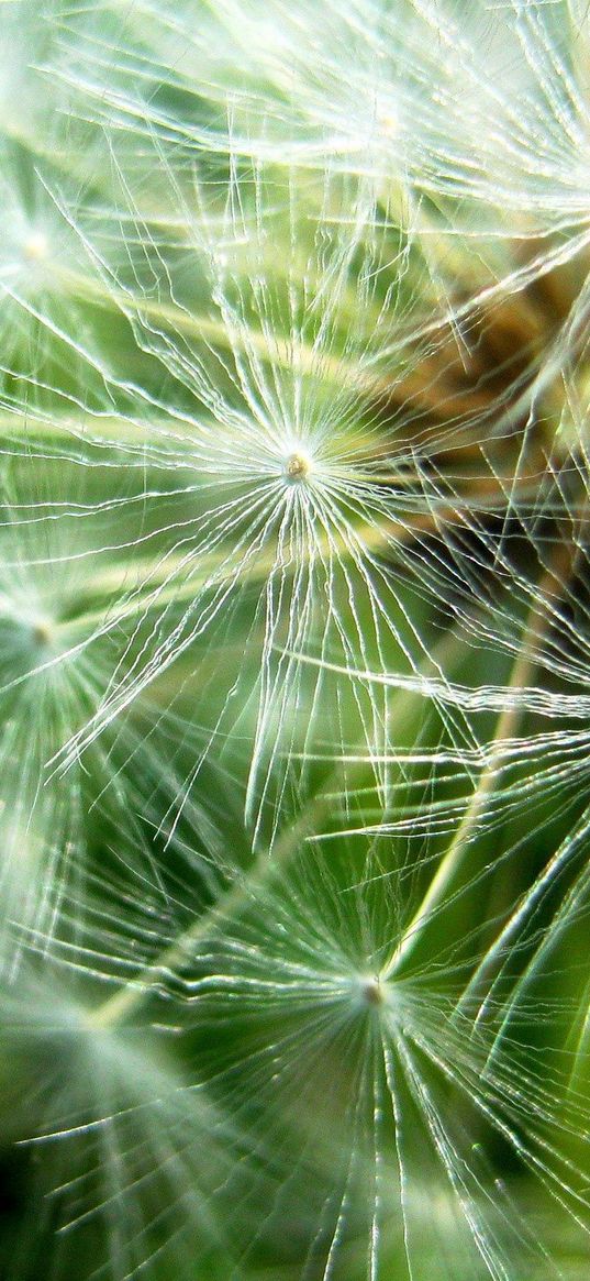 dandelion, fluff, seeds, plant