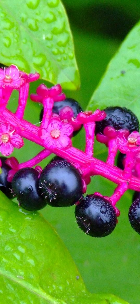 plants, berries, leaves, drops