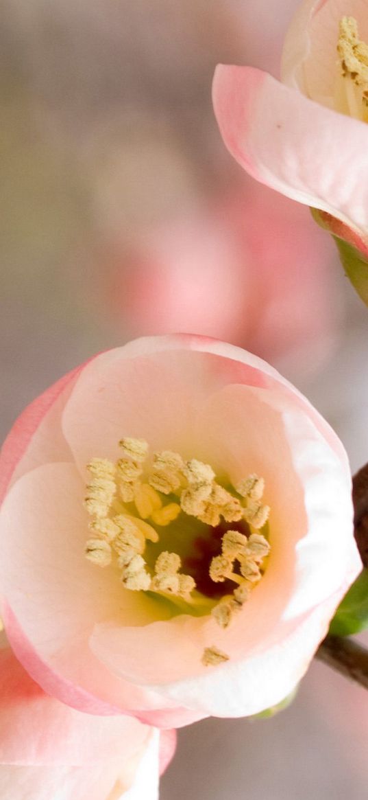 flowers, branches, blossoms, petals