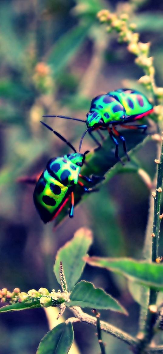 beetles, insect, grass, plant