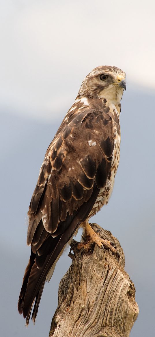 buzzard, bird, wildlife, log