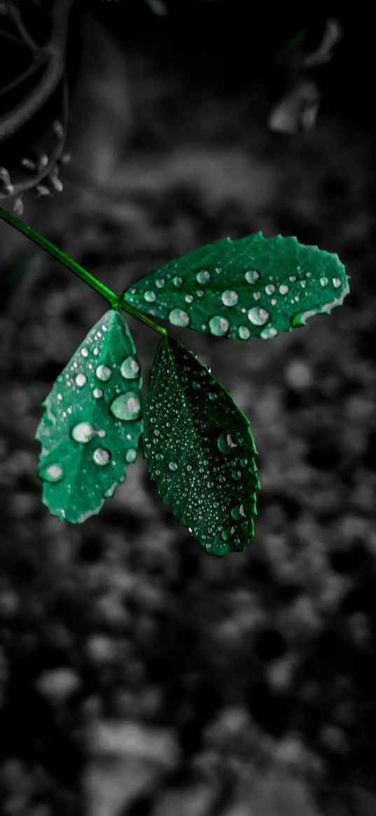 leaf, green, drops, macro, black and white