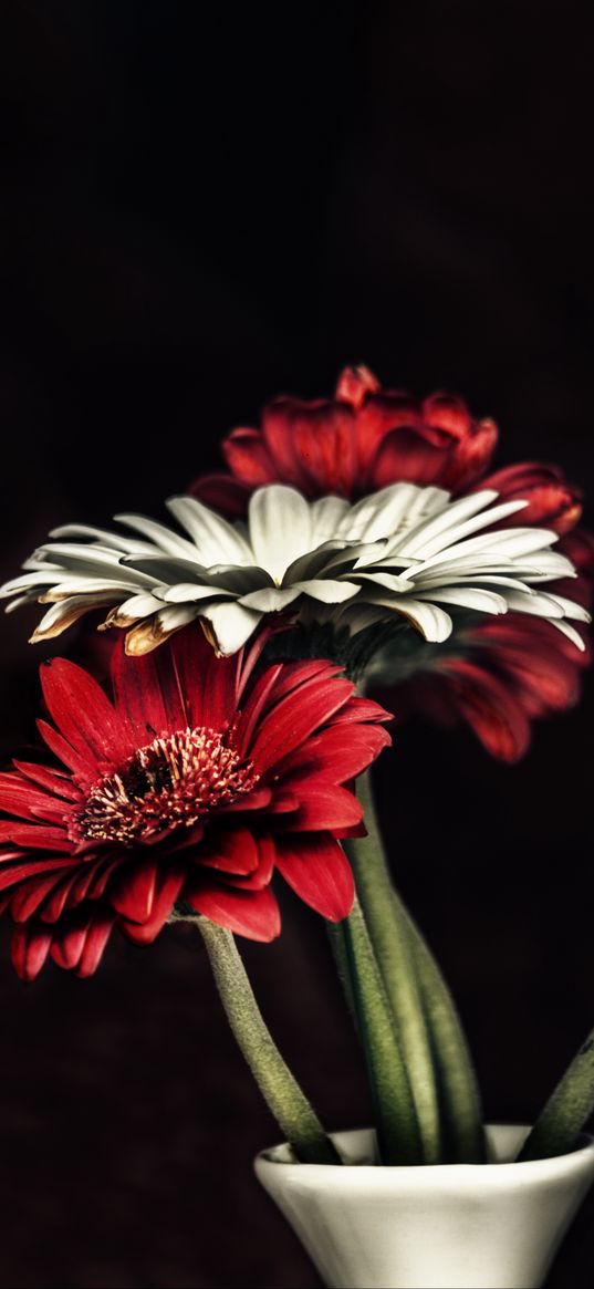 gerbera, petals, flowers, vase