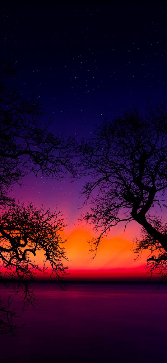 trees, branches, savannah, sunset, night