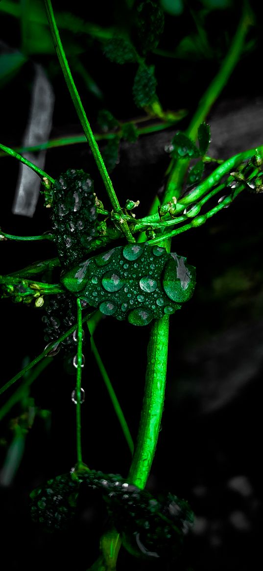 plant, branches, leaf, green, drops, black and white