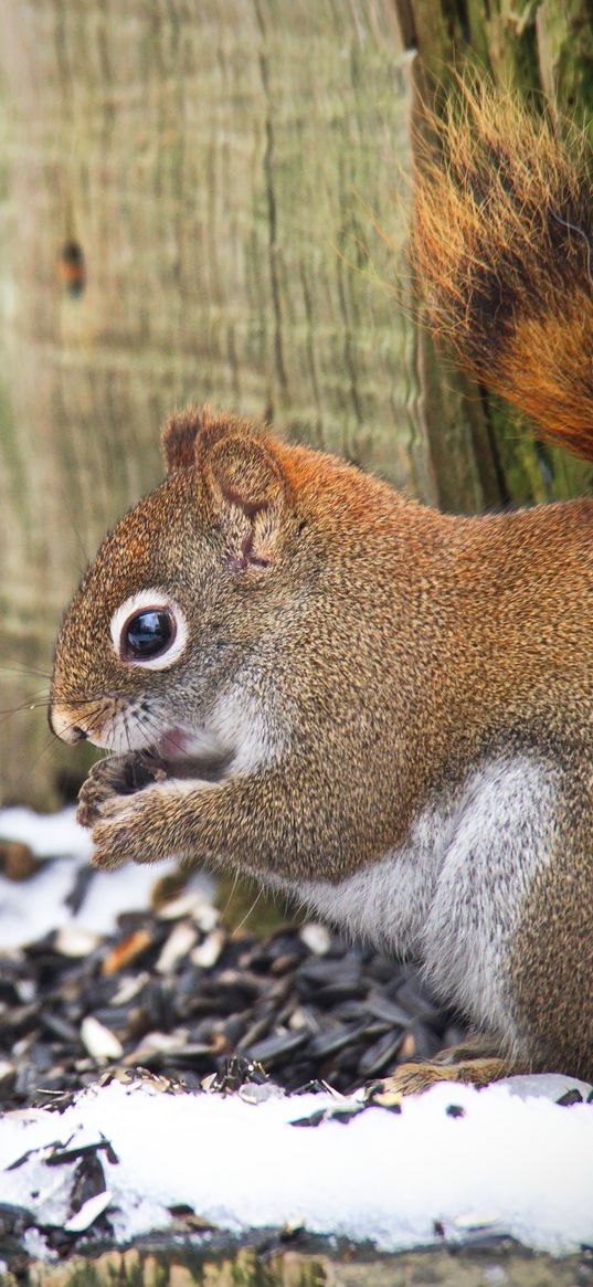 squirrel, animal, seeds, snow