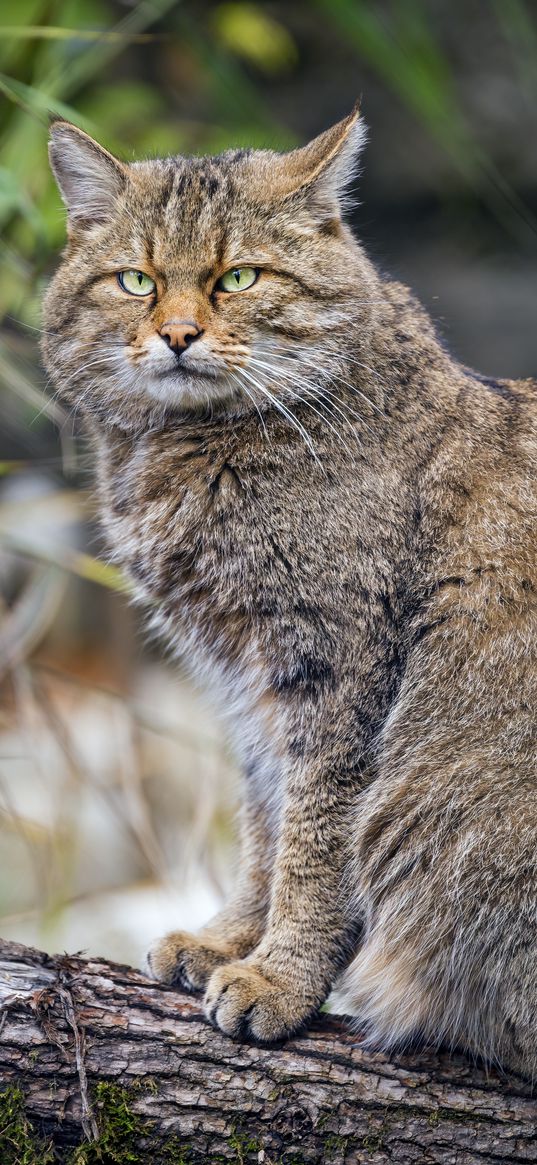 wild cat, animal, wildlife, log