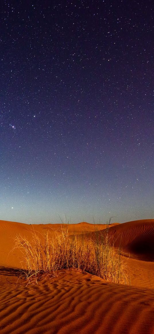 dunes, desert, sands, grass, night, starry sky