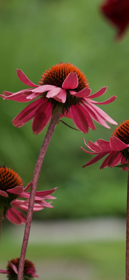 echinacea, flower, macro, petals, blur