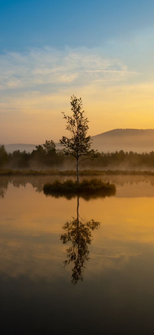 tree, lake, mist, sunrise