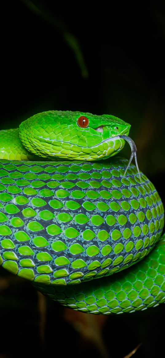 viper, snake, reptile, green, protruding tongue