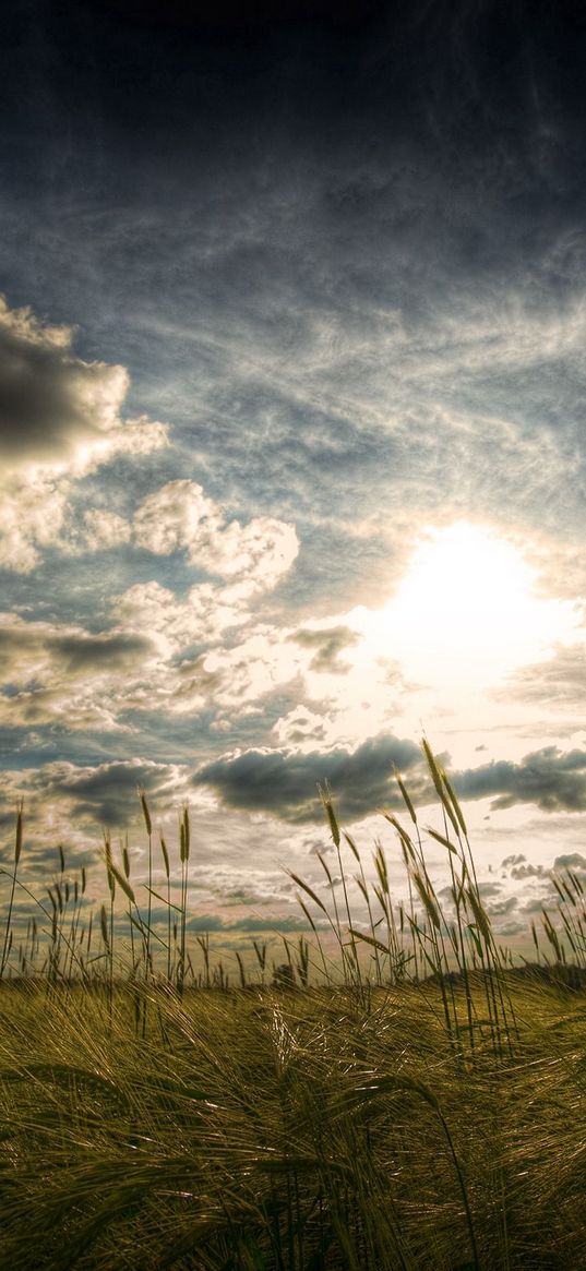 ears, sky, greens, upwards, agriculture