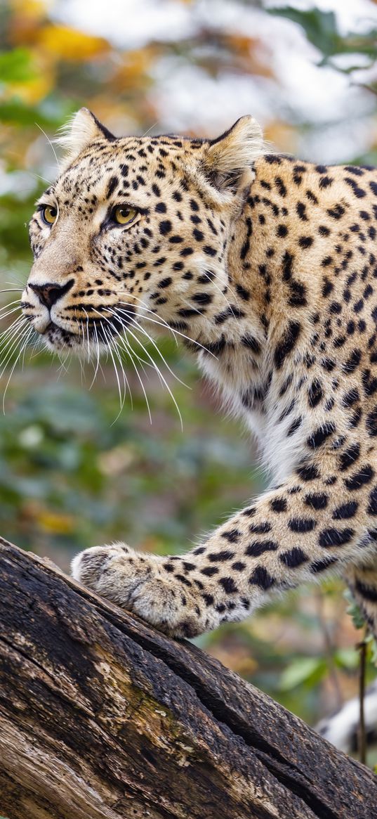 amur leopard, leopard, predator, animal, log