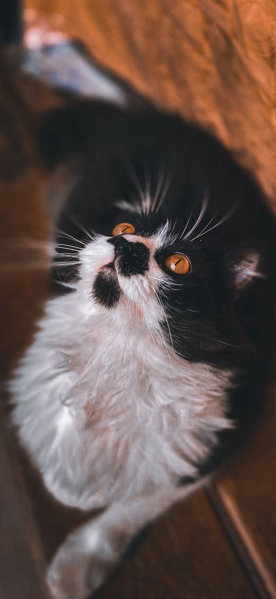 cat, animal, brown eyes, black, white