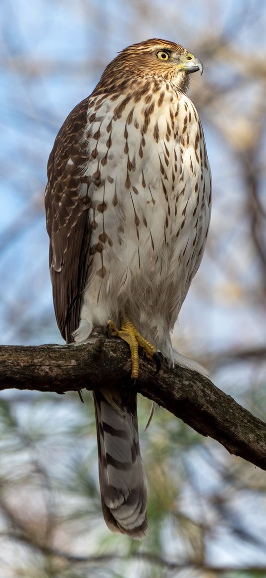 coopers hawk, hawk, bird, branch