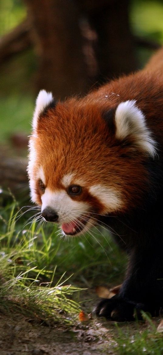 red panda, animal, walk