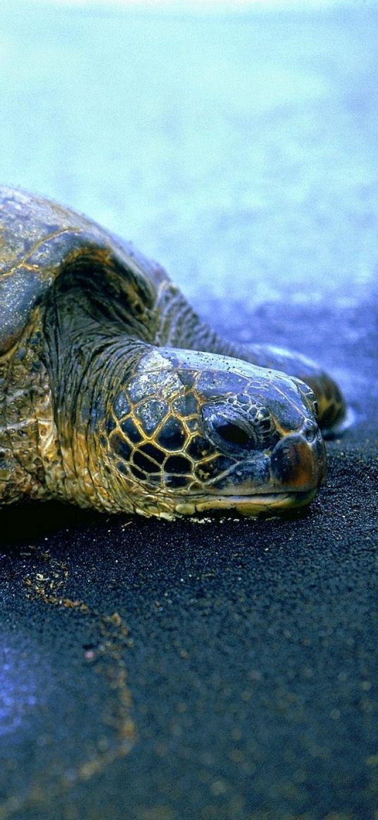 turtle, water, beach, shell