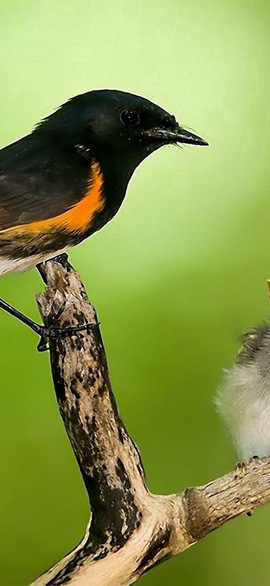 bird, chicks, nest, caring, branch