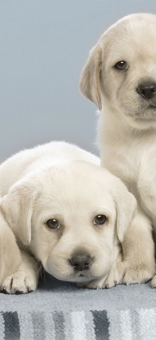 labradors, puppies, many, dogs